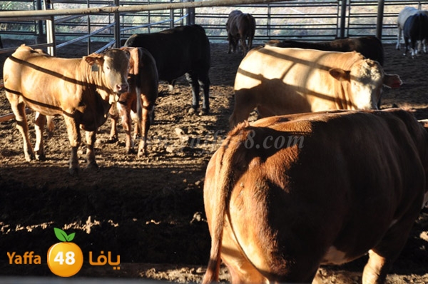 3ojojl shamal (13).JPG